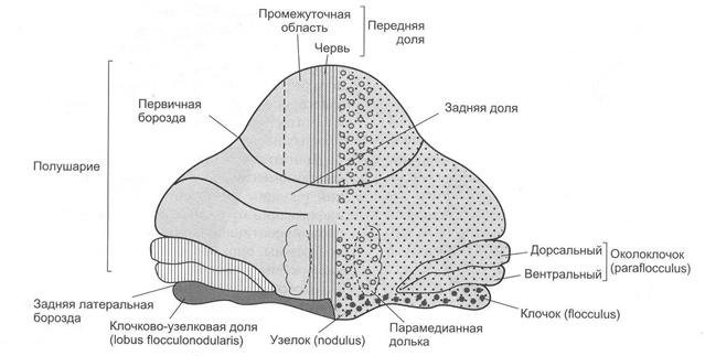 Морфофункциональная организация мозжечка - student2.ru