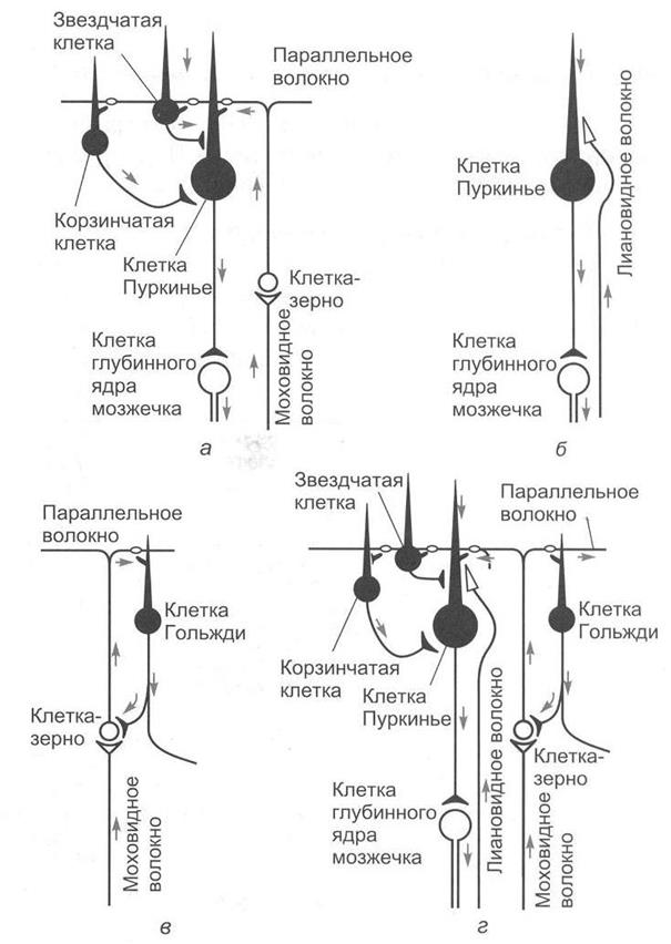 Морфофункциональная организация мозжечка - student2.ru