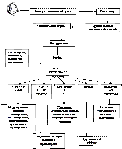 мозговой слой корковый слой - student2.ru