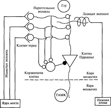 Мозжечок и процедурная память - student2.ru