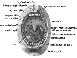 Мышца гордецов относится к мышцам - student2.ru