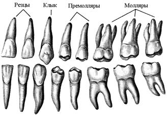 Мышца гордецов относится к мышцам - student2.ru