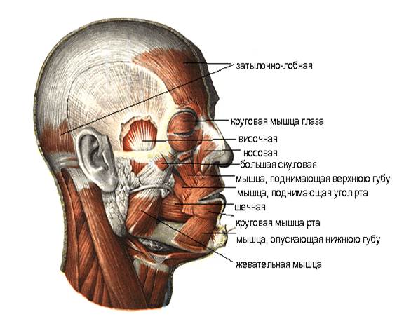 Мышцы и фасции головы и шеи - student2.ru
