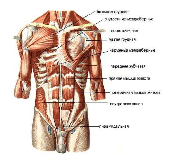 мышцы и фасции груди и живота - student2.ru