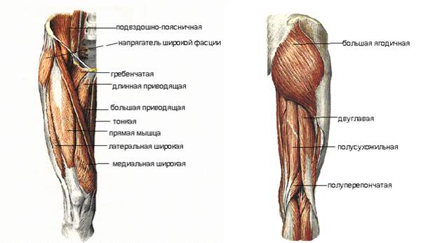 Мышцы и фасции нижней конечности - student2.ru