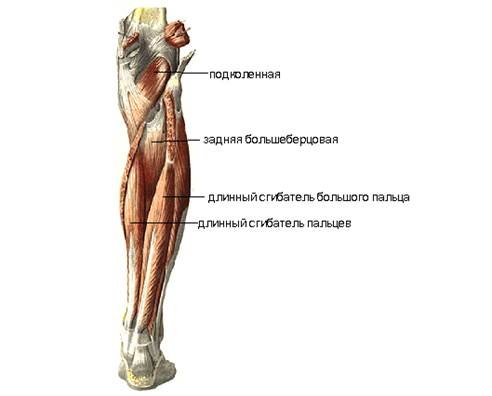 Мышцы и фасции нижней конечности - student2.ru