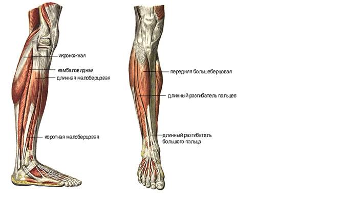 Мышцы и фасции нижней конечности - student2.ru