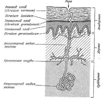 На что реагируют потовые железы? - student2.ru