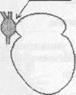 Наблюдение за сердечным циклом лягушки и графическая регистрация сокращений сердца. - student2.ru