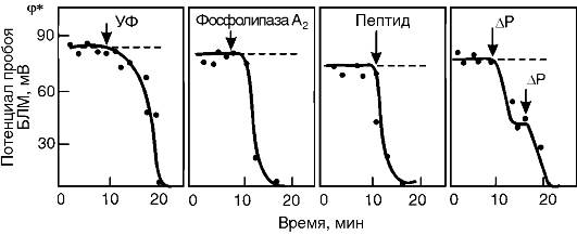 Нарушение барьерной функции биологических мембран - student2.ru