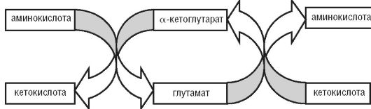 Нарушение обмена аминокислот - student2.ru