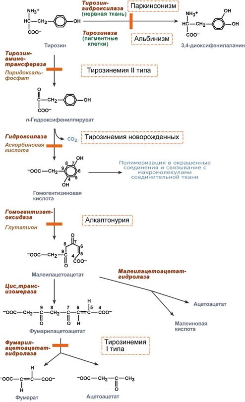 Нарушение обмена тирозина - student2.ru
