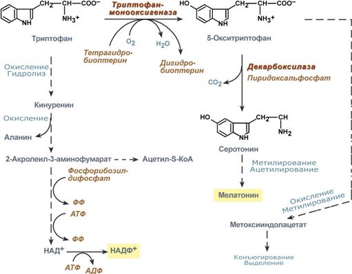 Нарушение обмена триптофана - student2.ru