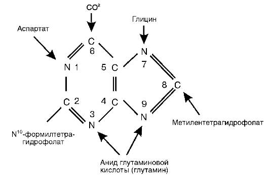 Нарушение эндогенного синтеза ДНК и РНК - student2.ru