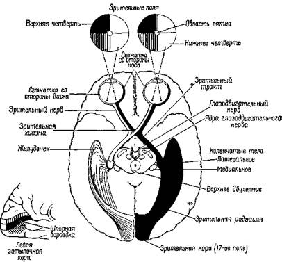 некоторые нейроанатомические проблемы восприятия - student2.ru