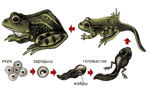 Непрямое развитие характерно для земноводных - student2.ru