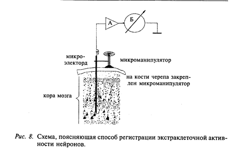 Нейробиологический подход к исследованию нервной системы человека - student2.ru