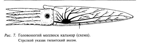 Нейробиологический подход к исследованию нервной системы человека - student2.ru