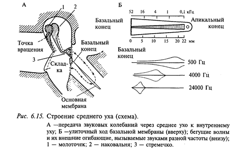 нейрофизиология слуховой системы - student2.ru