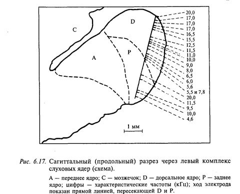 нейрофизиология слуховой системы - student2.ru