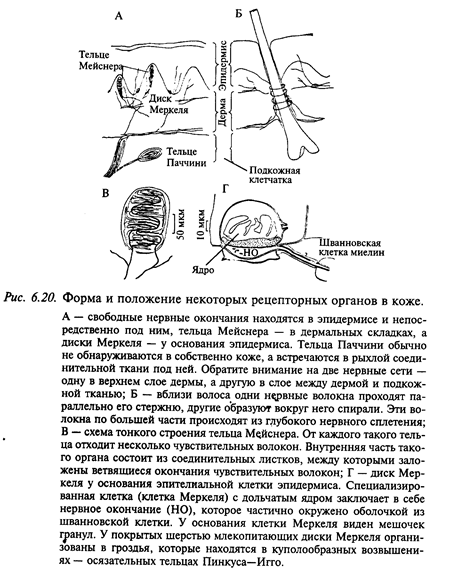 нейрофизиология соматосенсорной системы - student2.ru