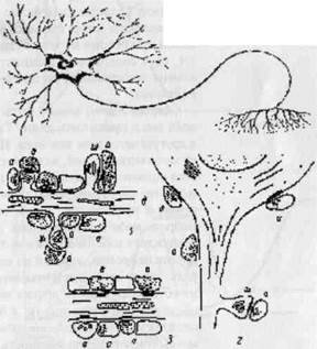 Нейронная организация нервной системы - student2.ru