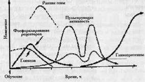 Нейронная организация нервной системы - student2.ru