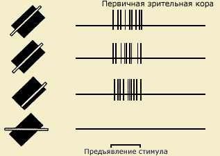 Нейронные модели восприятия - student2.ru