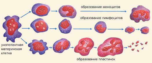 Объем и физико-химические свойства крови. - student2.ru