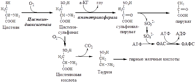 Обмен цистеина: схема путей, их значение - student2.ru