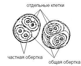 Общая характеристика водорослей - student2.ru