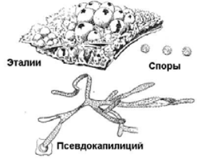 система грибов и грибоподобных организмов - student2.ru