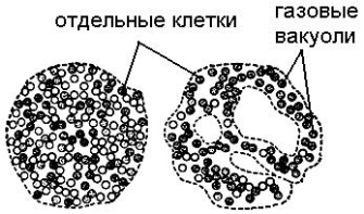 Общая характеристика водорослей - student2.ru