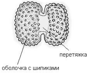 Общая характеристика водорослей - student2.ru