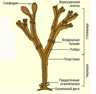 Общая характеристика водорослей - student2.ru