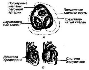 Однако метод Старра в настоящее время из-за низкой объективности используется редко - student2.ru