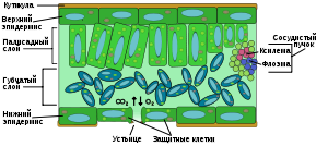 Оение растительной клетки. Органоиды, их строение и функции - student2.ru