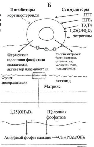 органический матрикс костной ткани - student2.ru