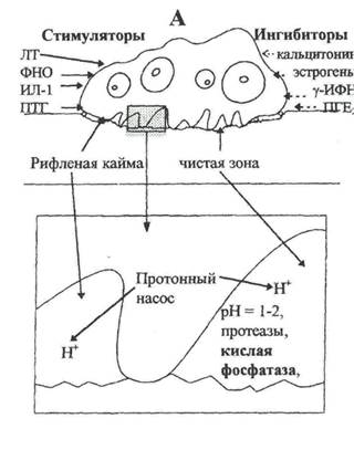 органический матрикс костной ткани - student2.ru