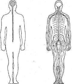 Организация нервной системы - student2.ru