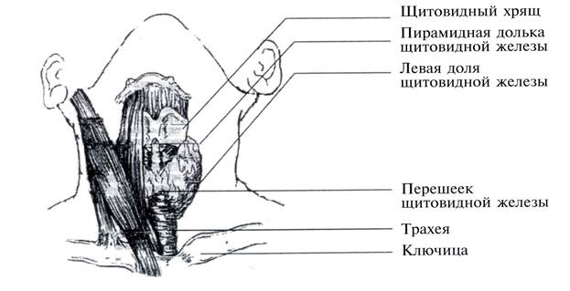 Основные функции щитовидной железы - student2.ru