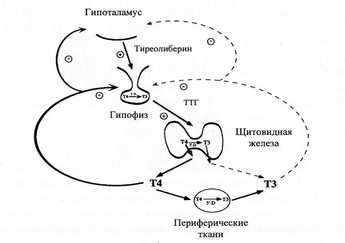 Основные функции щитовидной железы - student2.ru