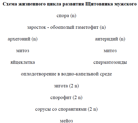 Особенности строения и жизненный цикл развития высших споровых растений с доминированием в жизненном цикле спорофита - student2.ru