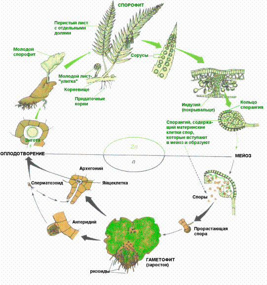 Особенности строения и жизненный цикл развития высших споровых растений с доминированием в жизненном цикле спорофита - student2.ru