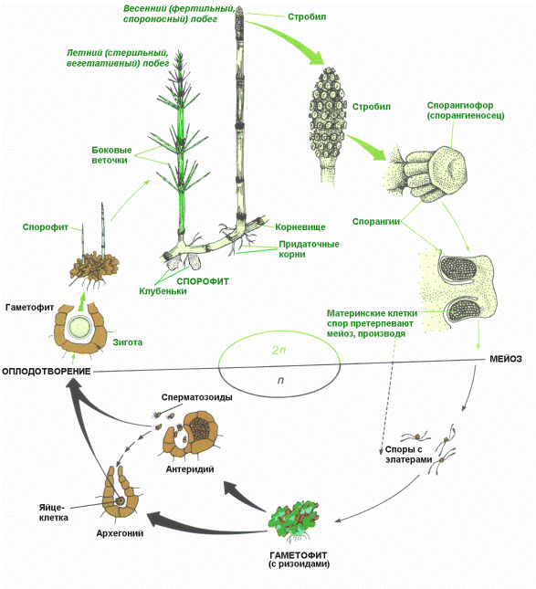 Особенности строения и жизненный цикл развития высших споровых растений с доминированием в жизненном цикле спорофита - student2.ru