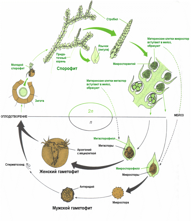 Особенности строения и жизненный цикл развития высших споровых растений с доминированием в жизненном цикле спорофита - student2.ru