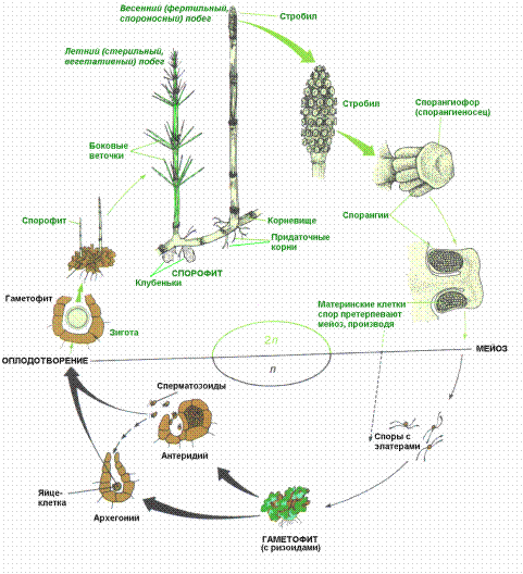 Особенности строения и жизненный цикл развития высших споровых растений с доминированием в жизненном цикле спорофита - student2.ru