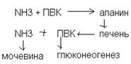 Особенности выведения конечных азотистых продуктов - student2.ru