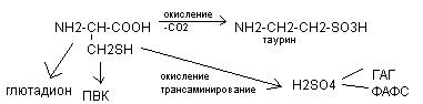 Особенности выведения конечных азотистых продуктов - student2.ru