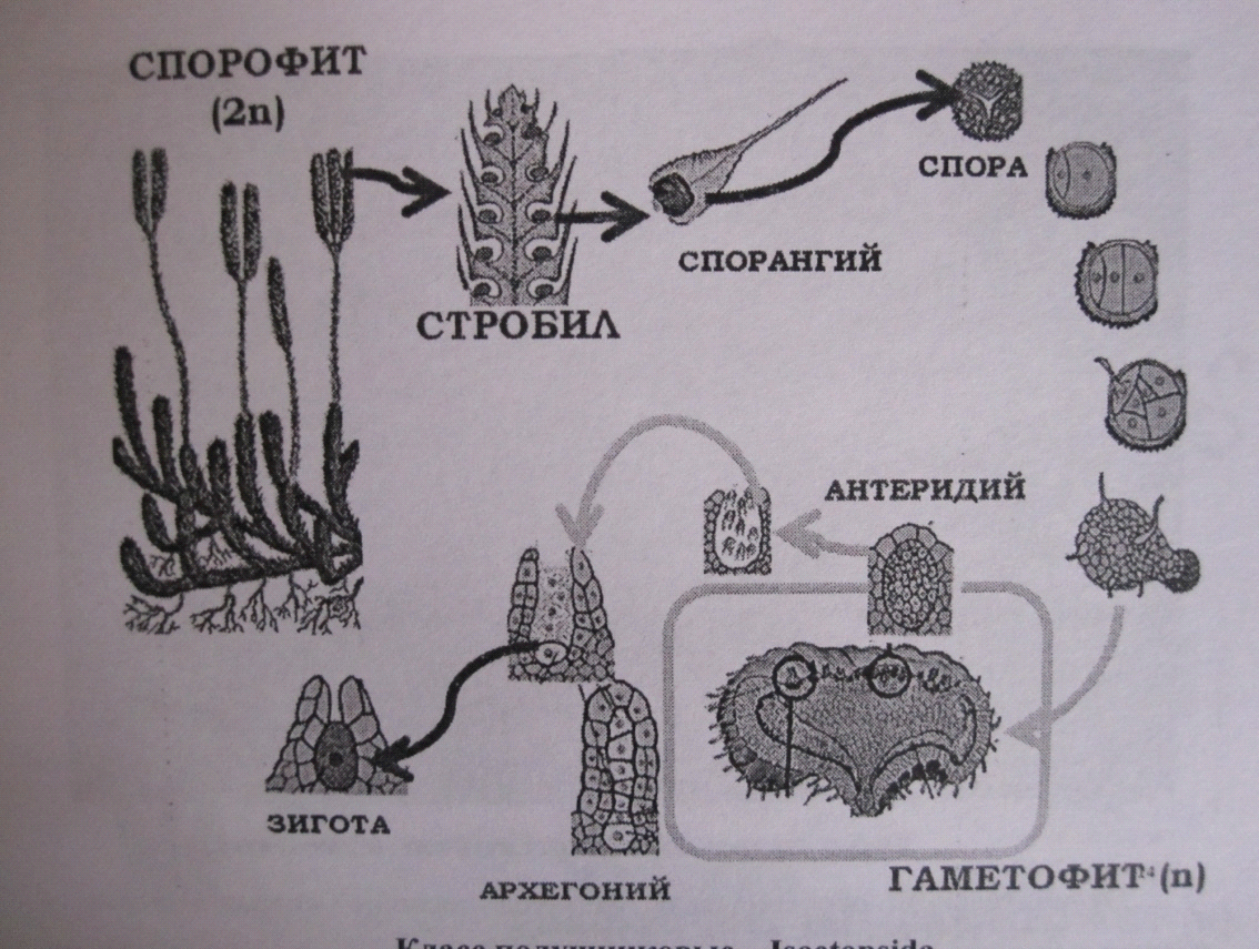 Отдел плауновидные. Цикл развития. Характеристика спорофита и гаметофита. Представители. Значение в медицине. - student2.ru